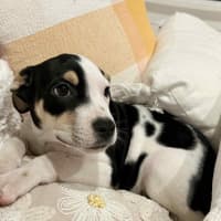 Photo of Novalie (P12)