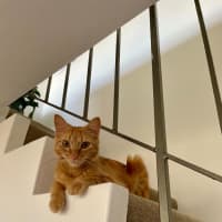 Photo of Ketchup