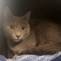 Photo of Saski