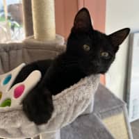 Photo of Salem