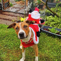 Photo of Gidget *$350 Adoption Fee*