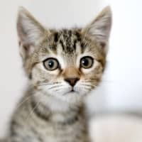Photo of Tiger