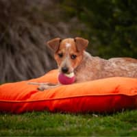Photo of Tilly