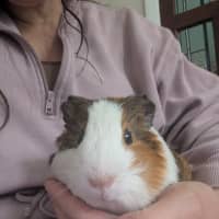Photo of Scruffy / Chip