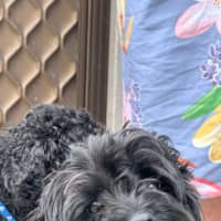 Photo of Bear   4 Year Old Cavoodle