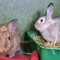 Photo of Choc Chip (Bonded With Fudge)