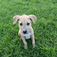 Photo of Chivas Regal 