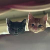 Photo of Artemis   Located In Preston