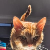 Photo of Tommy (9977)