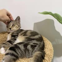 Photo of Willow