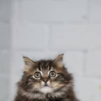 Photo of Boris
