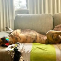 Photo of Sonny, The Greyhound