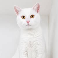Photo of Blizzard