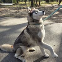 Photo of Nova
