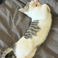 Photo of Simba