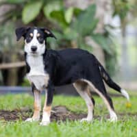 Photo of Lilly