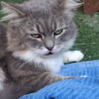 Photo of Mishka