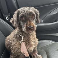 Photo of Hazel