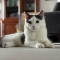 Photo of Rufus