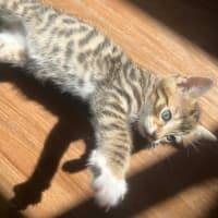 Photo of Wilbur   In Foster Care In Doreen
