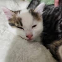 Photo of Smore