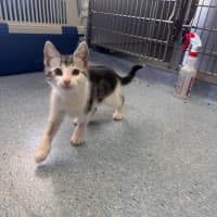 Photo of Azriel   Located In Kew