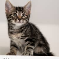 Photo of Griffin