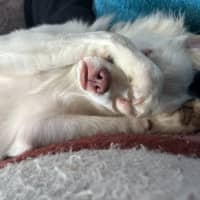 Photo of Teddy