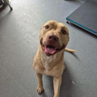 Photo of Dozer! 🐻