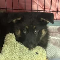 Photo of Bodhi