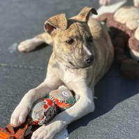 Photo of Eevie 🌼🎀