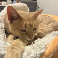 Photo of Flik