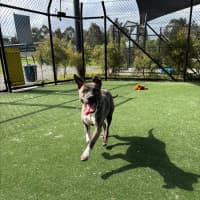 Photo of Buffy Imp 1869