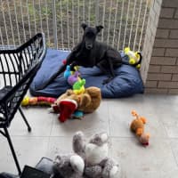 Photo of Muffin, The Small Greyhound