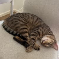 Photo of Chilli