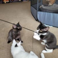 Photo of Boots   Located In Deer Park