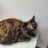 Photo of Chu Chu And Gizmo