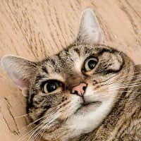 Photo of Layla