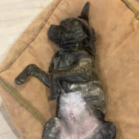 Photo of Biscuit And Oreo