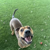 Photo of Rosco