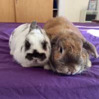 Photo of Scooter And Ivy 