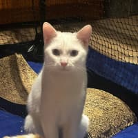 Photo of Blanco