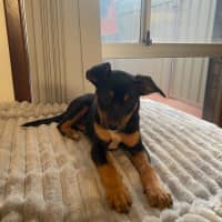 Photo of Annie (Was Ruby)