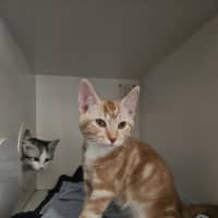 Photo of Tik