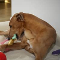 Photo of Gretel, The Greyhound