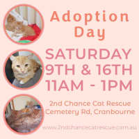 Photo of Hebe **2nd Chance Cat Rescue**