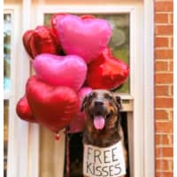 Photo of Dexter *$250 Adoption Fee*