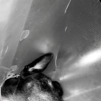 Photo of Cleo