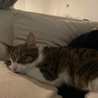 Photo of Zoe *9 Lives Project Rescue*