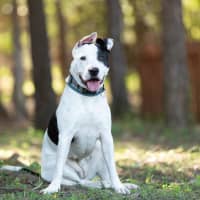 Photo of Nova
